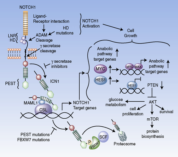 NOTCH1 Pathway