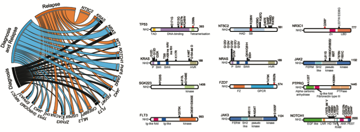 NOTCH1 Pathway